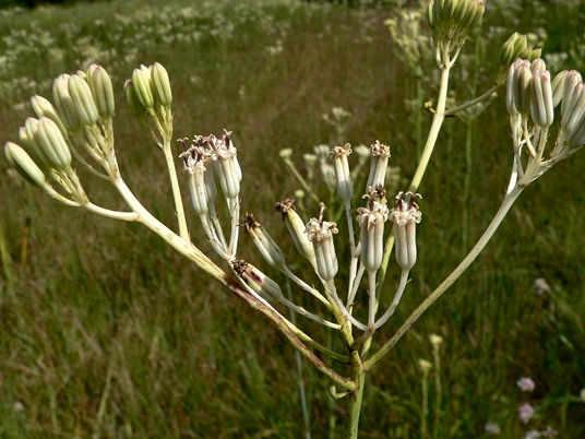 {Arnoglossum ovatum}